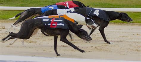 igb results|Greyhound Racing Ireland, Formerly Irish Greyhound .